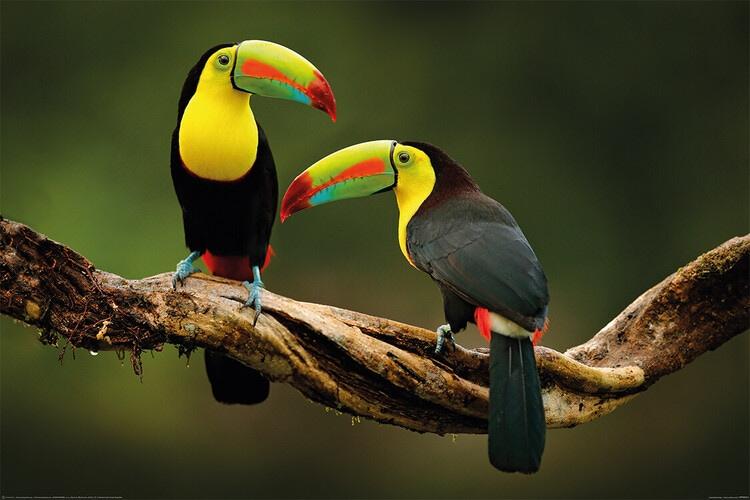 Plakat Birds - Toucan, plakat (120 x 80 cm)