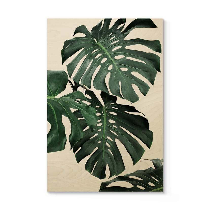 Billede af træ Sisi & Seb - Monstera