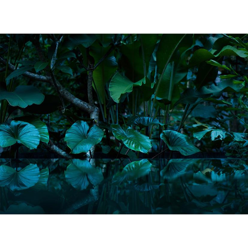 Livingwalls Fotomurale Designwalls - Tropical