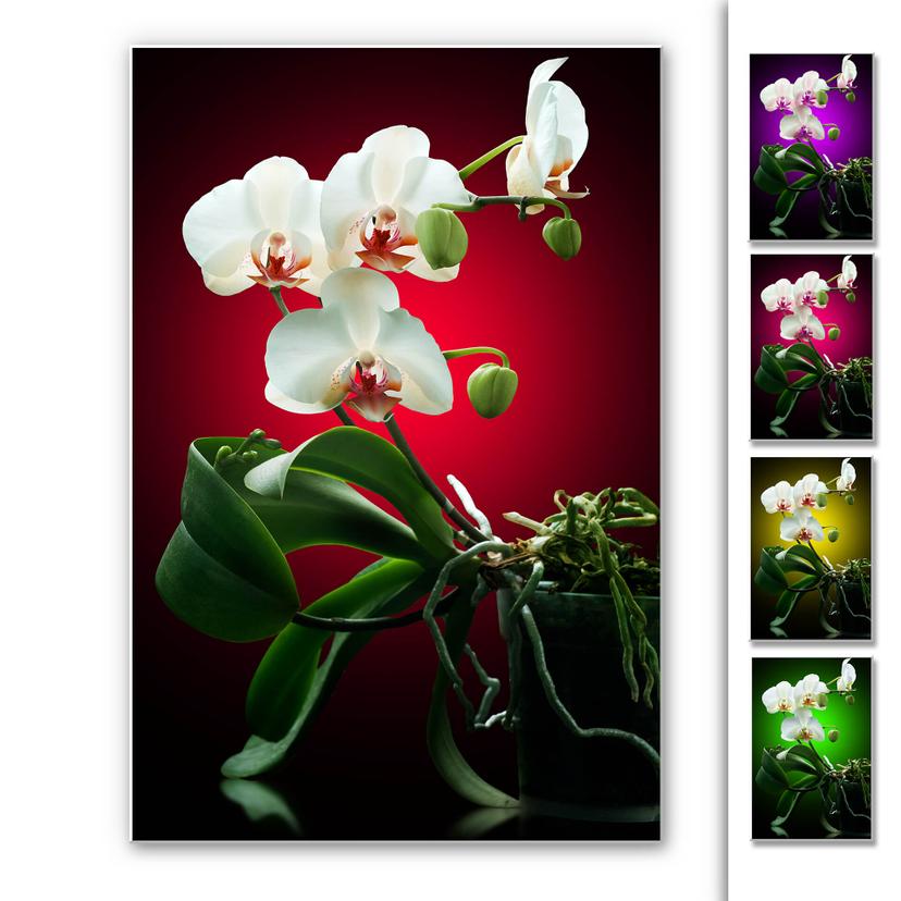 Tableau Forex - Beauté florale d'une orchidée