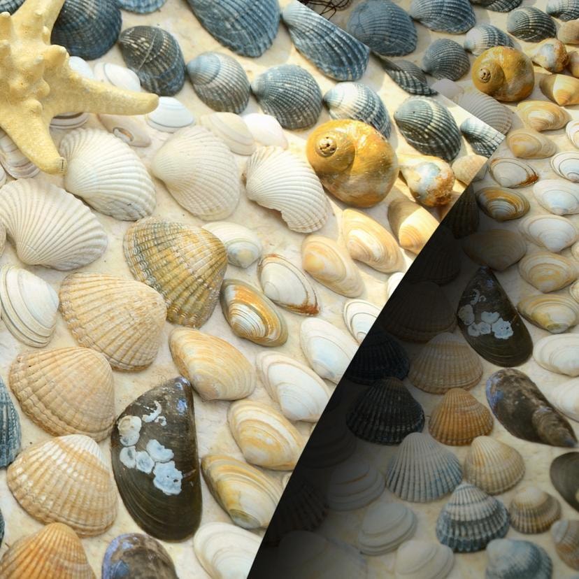 Møbelfolie, dekorativ folie - kan tørres af - Maritime Sea shell