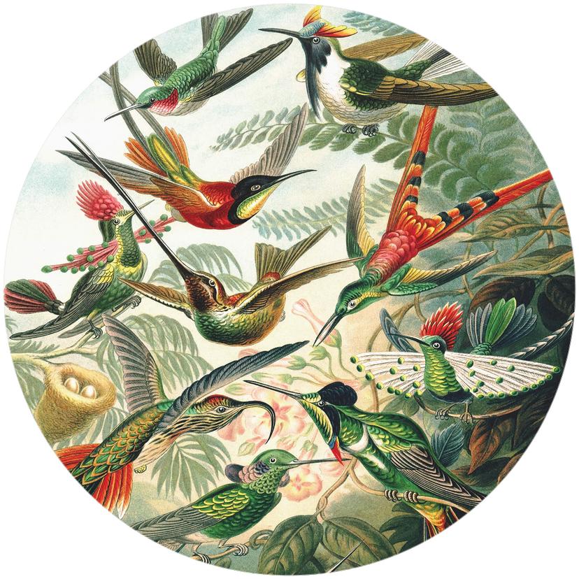 Behangcirkel Haeckel - Kolibries - vliesbehang/zelfklevend vliesbehang