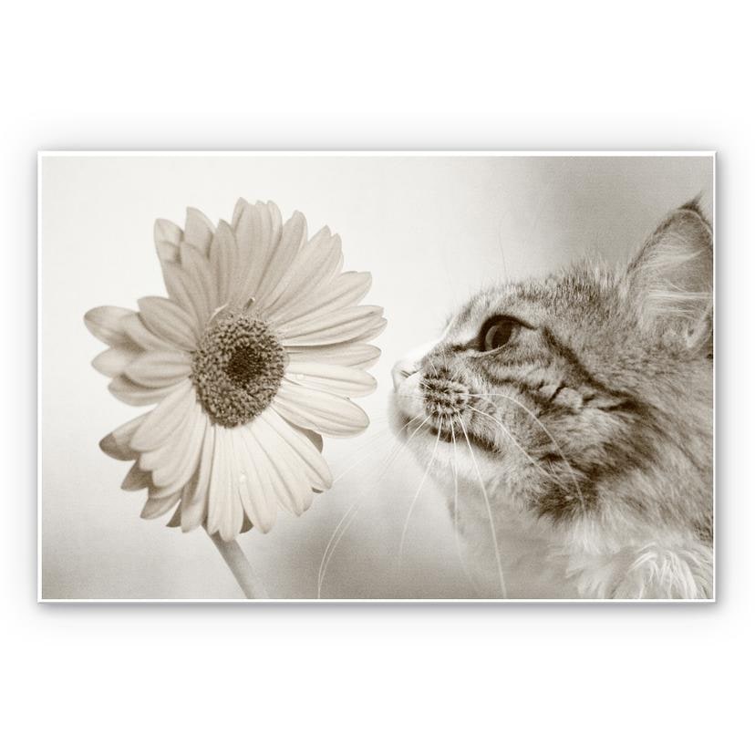 Tableau Forex - Chat curieux
