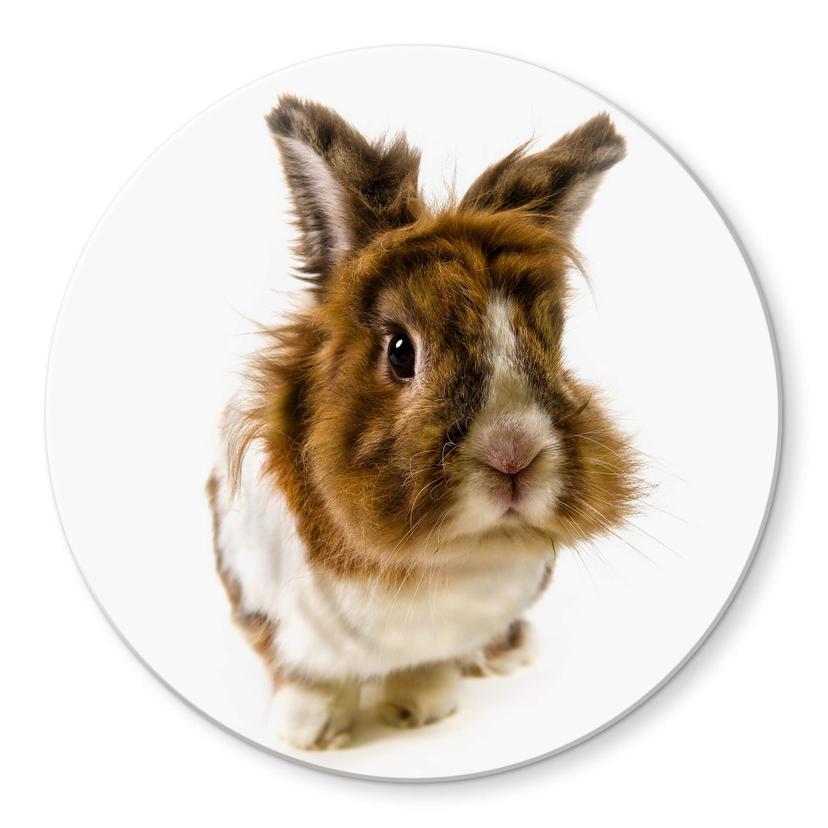 Tableau en verre - Lapin - Rond