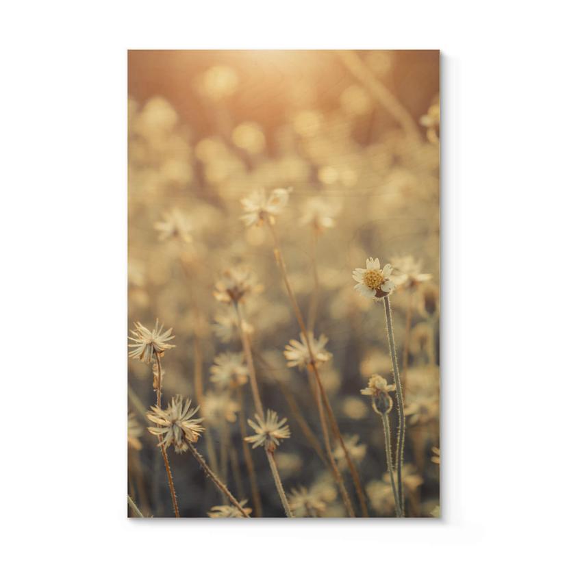 Tableau sur bois Mexican Daisy - Close up