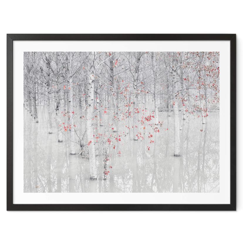 Póster Carozzi - Bosque de abedules blancos con hojas rojas