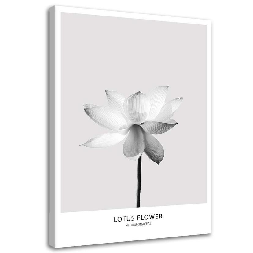 Canvasbillede, Hvid lotusblomst
