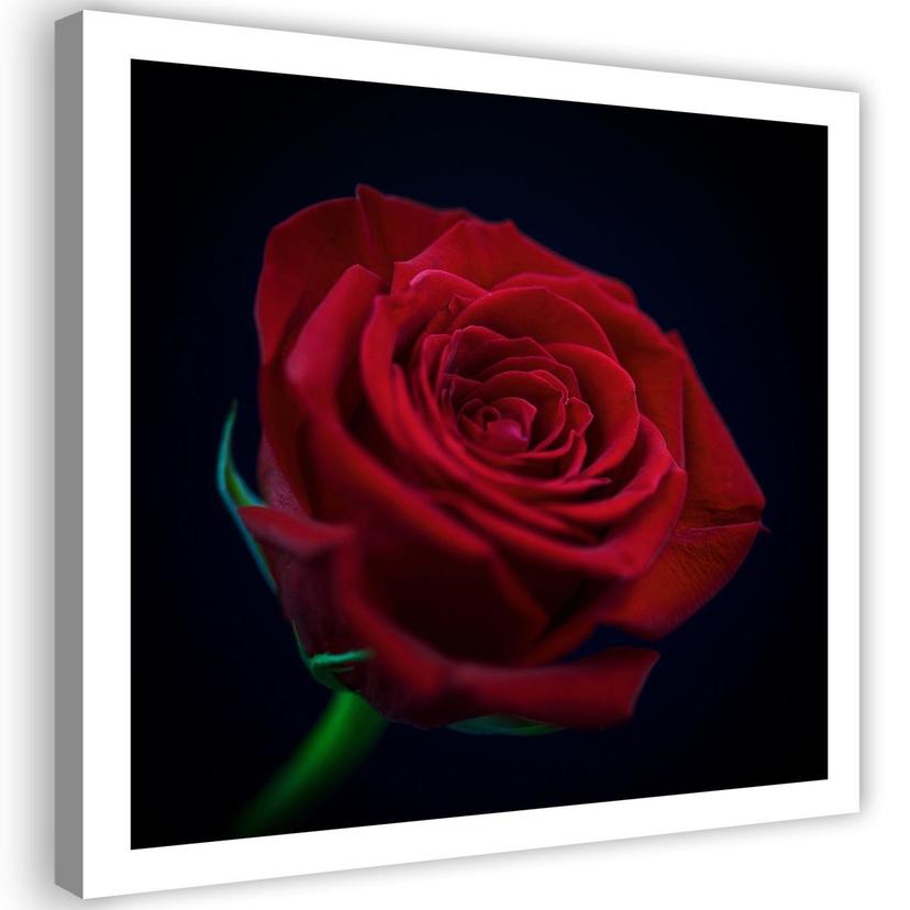 Canvasbillede, Rød rose i mørket