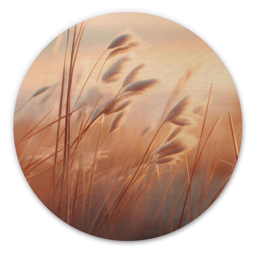 Cuadro de madera hierba de las dunas al sol del atardecer - Treechild - Round