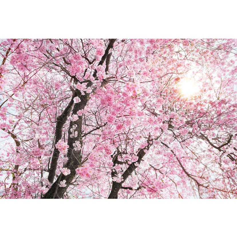 Fotomurale – In fiore