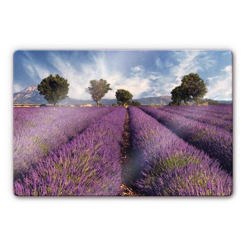 Stampa su vetro Campo di lavanda