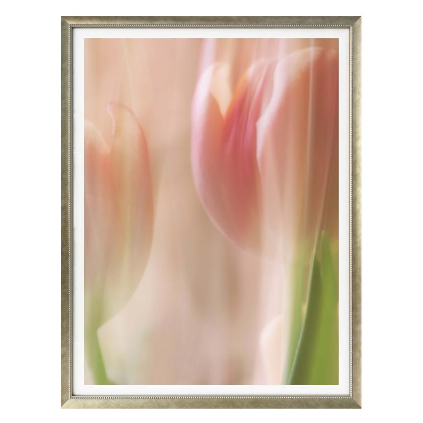 Póster Westum - Tulipanes tímidos