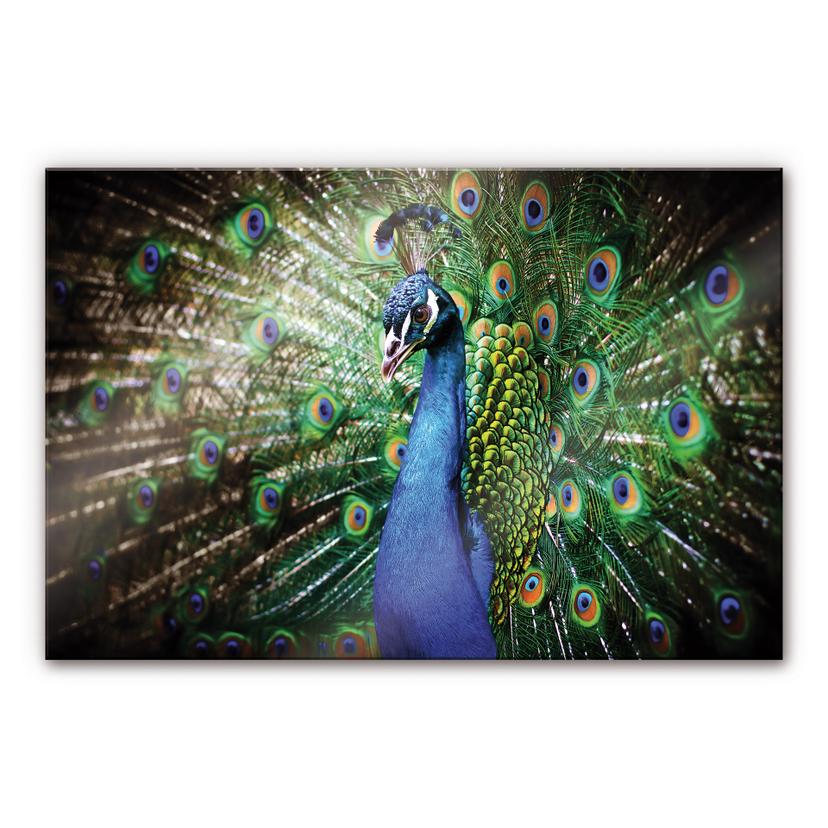 Tableau en verre acrylique - Paon