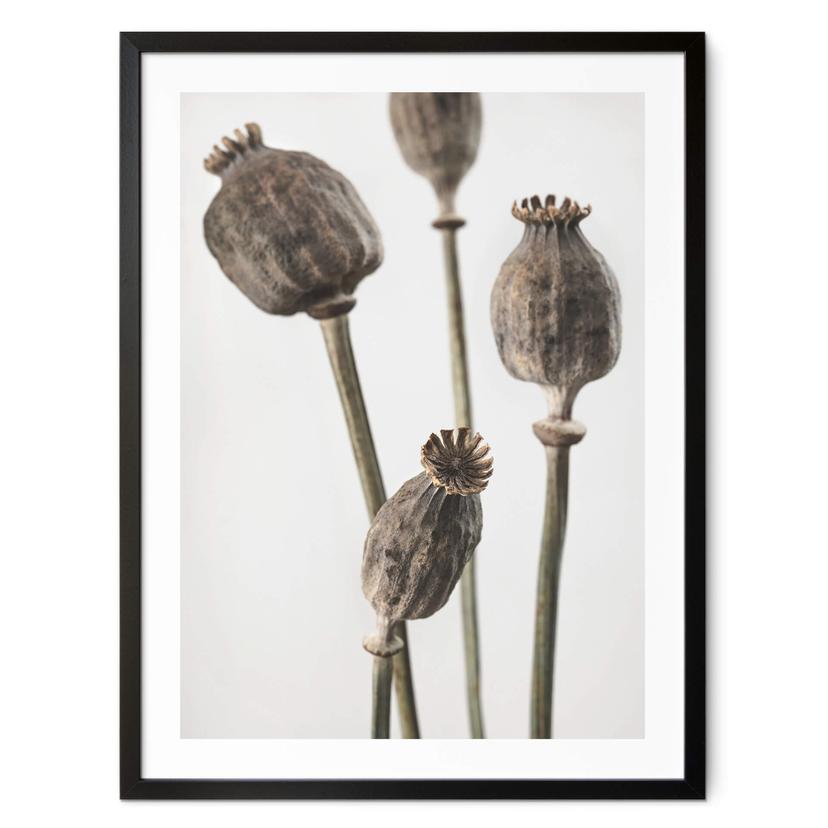 Póster 1X Estudio - Cabezas de amapola secas