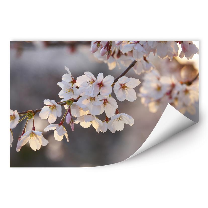 Poster autocollant - W - Branches de Cerisier Fleuries