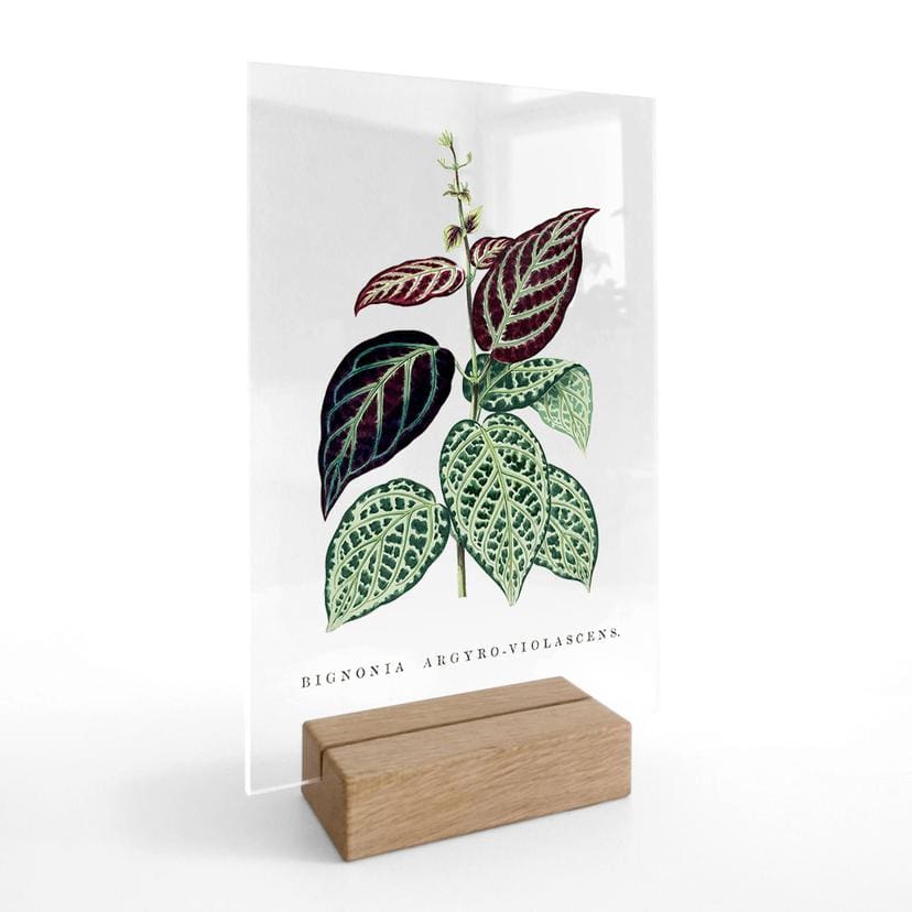 Akrylglas borddekoration Illustration af blade - Bignonia Argyro Violascea