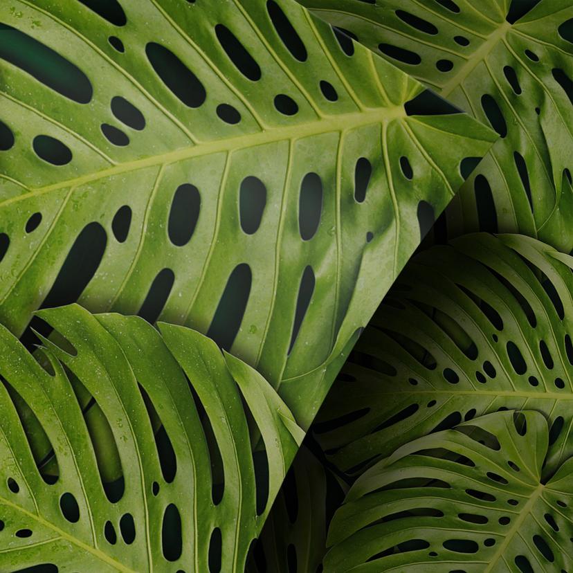 Møbelfolie Grønne monstera-blade
