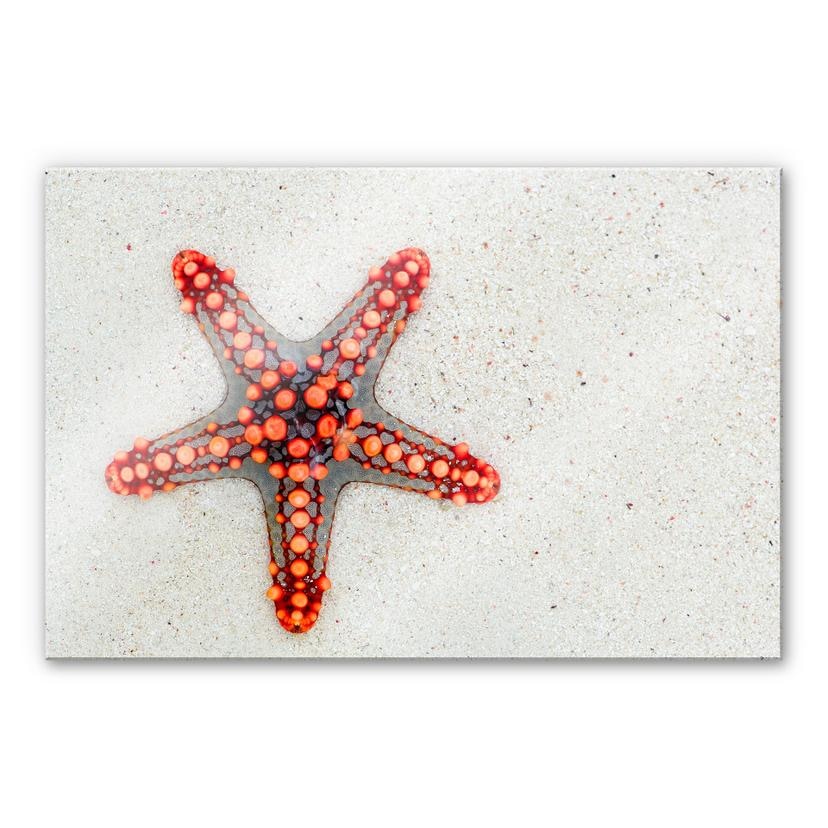 Tableau en verre acrylique - Étoile de mer brillante