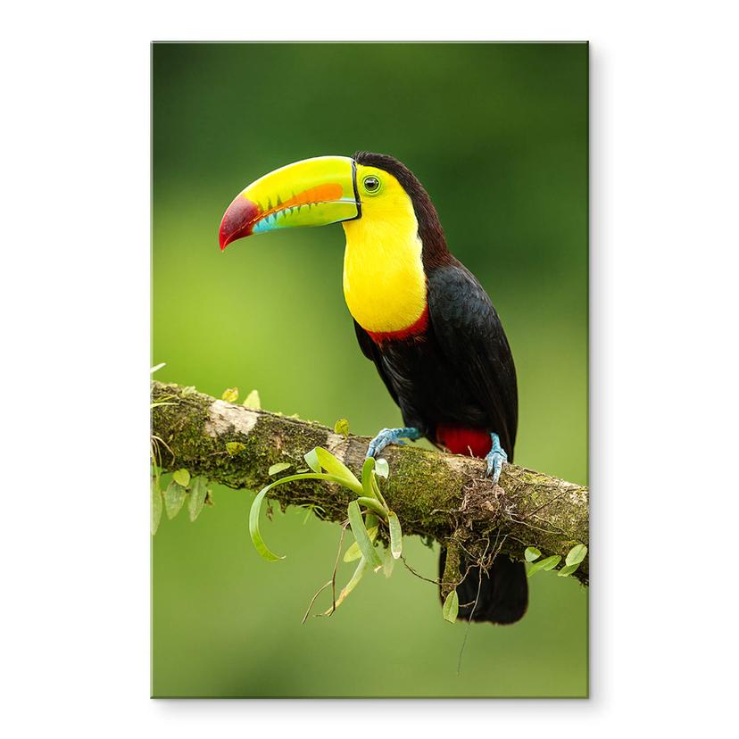 Akrylbillede van Duijn - Fiskende tukan i Costa Rica