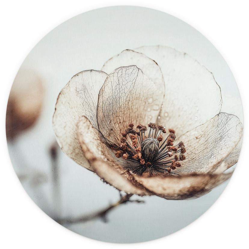 Fotomurale dry blossom beige natura poesia - Treechild - rotondo - autoadesivo/non tessuto