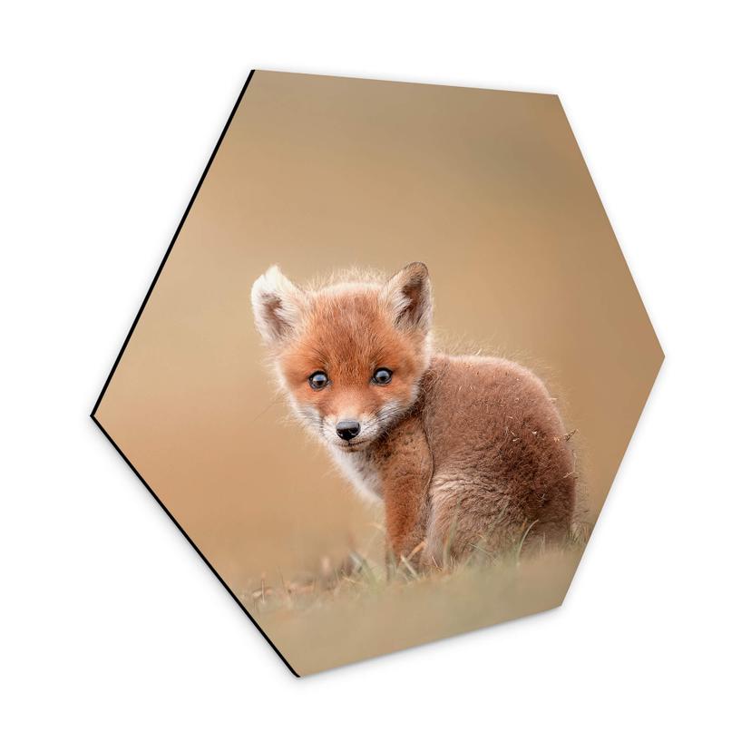 Hexagon Dibond van Duijn - Baby Fox