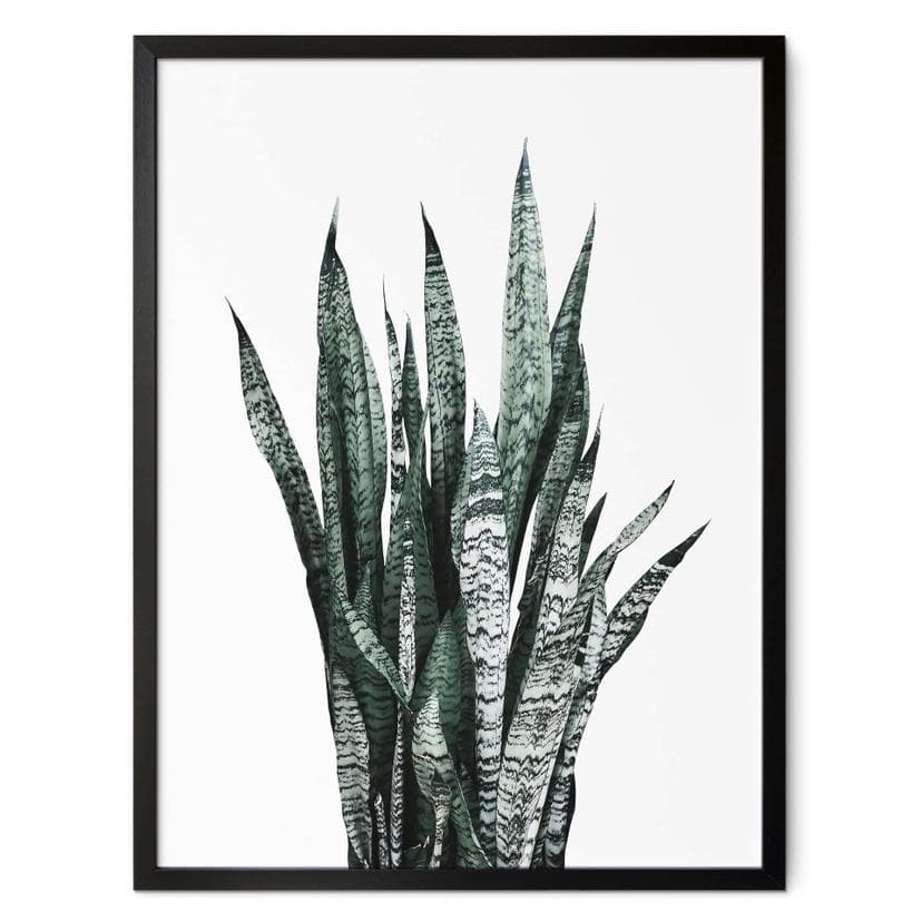 Plakat Plante - Sisi & Seb