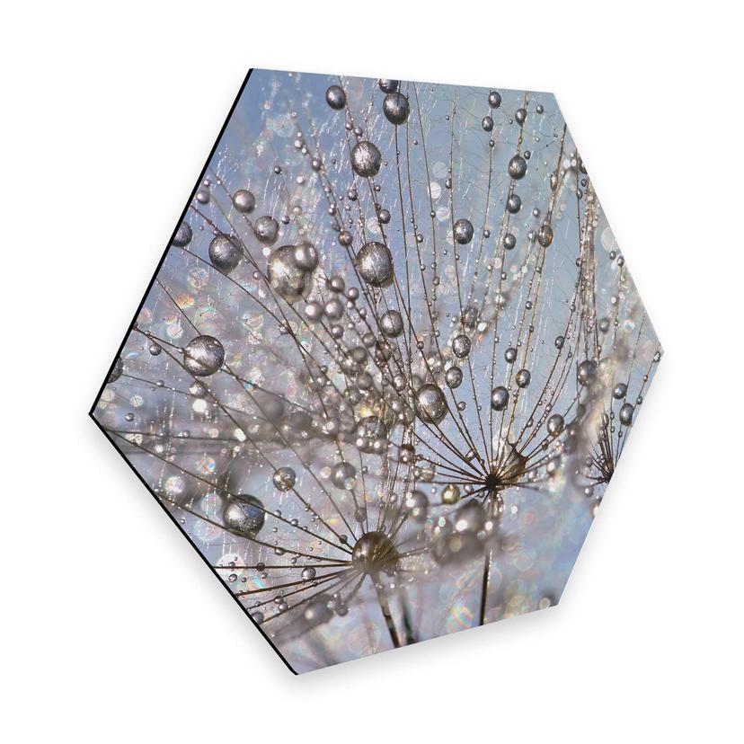 Hexagon - Alu-Dibond Delgado - Waterdrop Dandelion