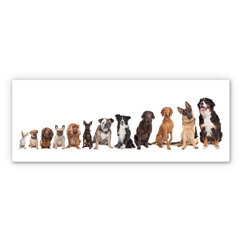 Tableau Forex - 48 pattes - panorama