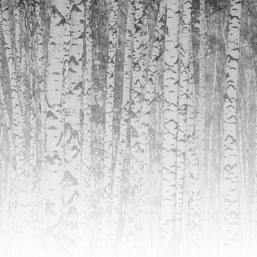 BirchForest1 birkeskov tapet i gråhvid - non-woven tapet Designwalls 2 - 2,55 x 3,5 m