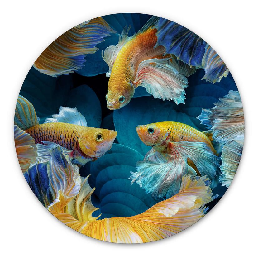 Tableau sur alu-Dibond rond Egger - Poisson coloré