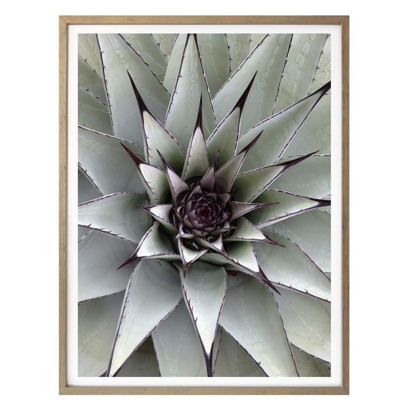 Affiche - Agave 01
