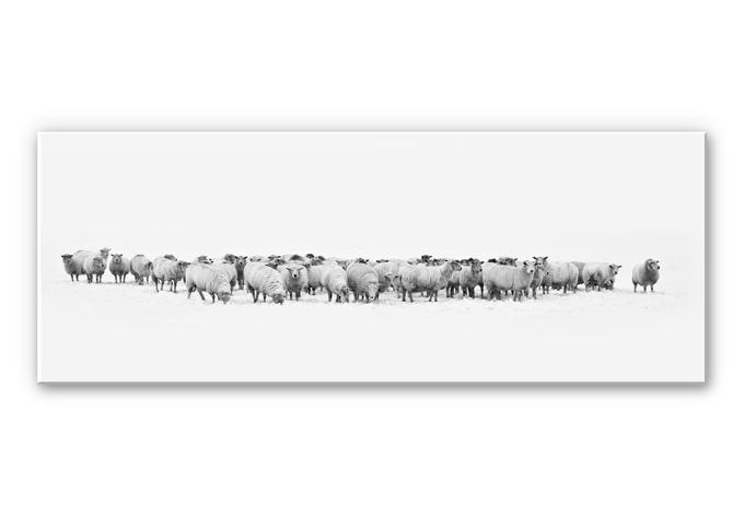 Tableau Forex - Troupeau de moutons - Panorama