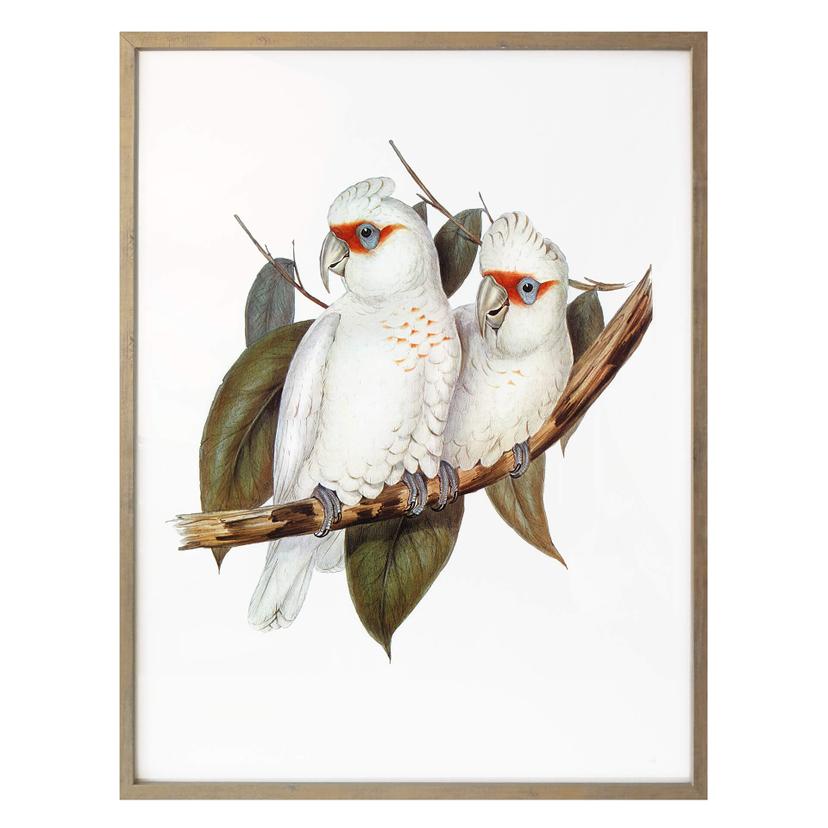 Póster de la cacatúa narigudo