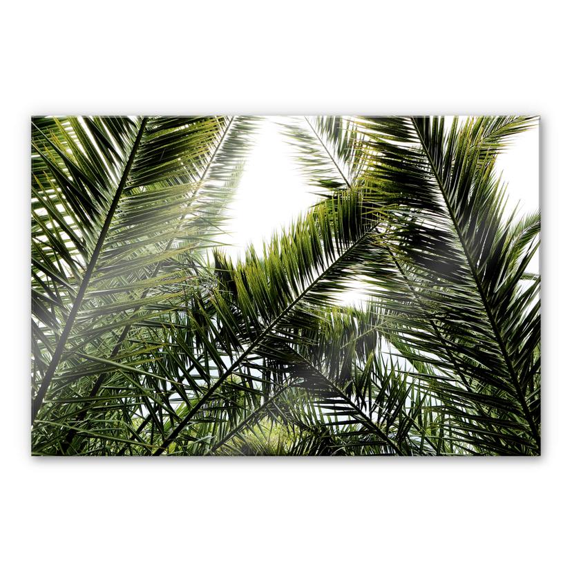 Acrylglas Palmbomen