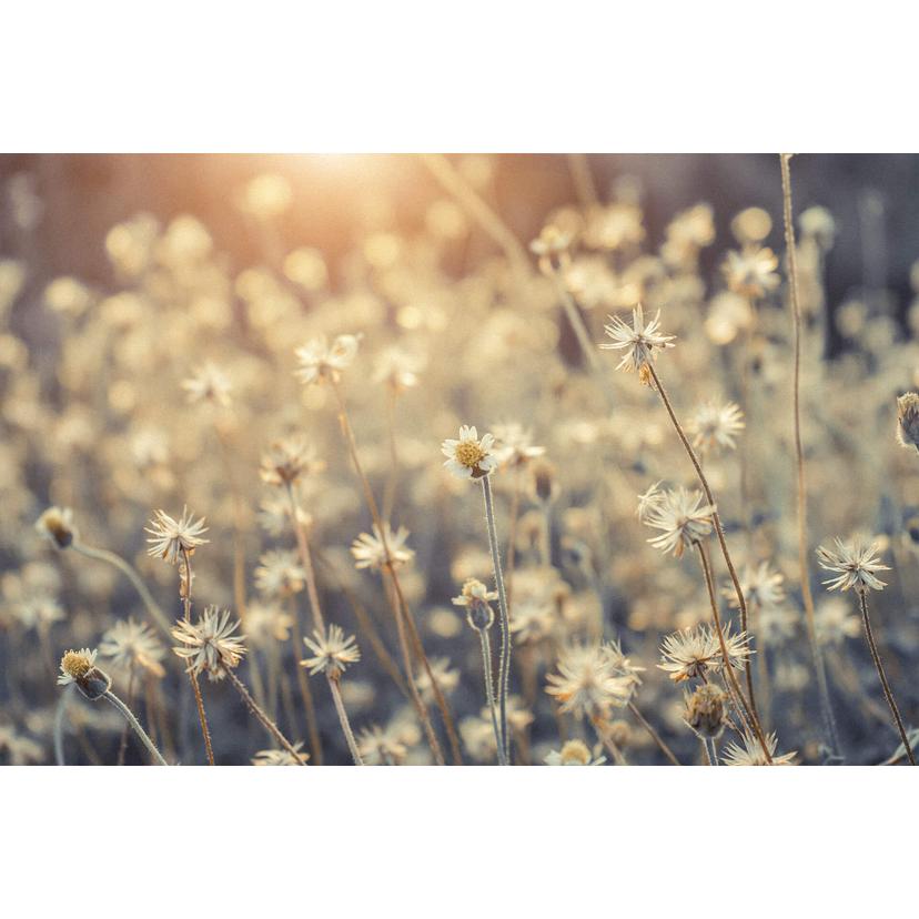 Fotomurale - Mexican Daisy
