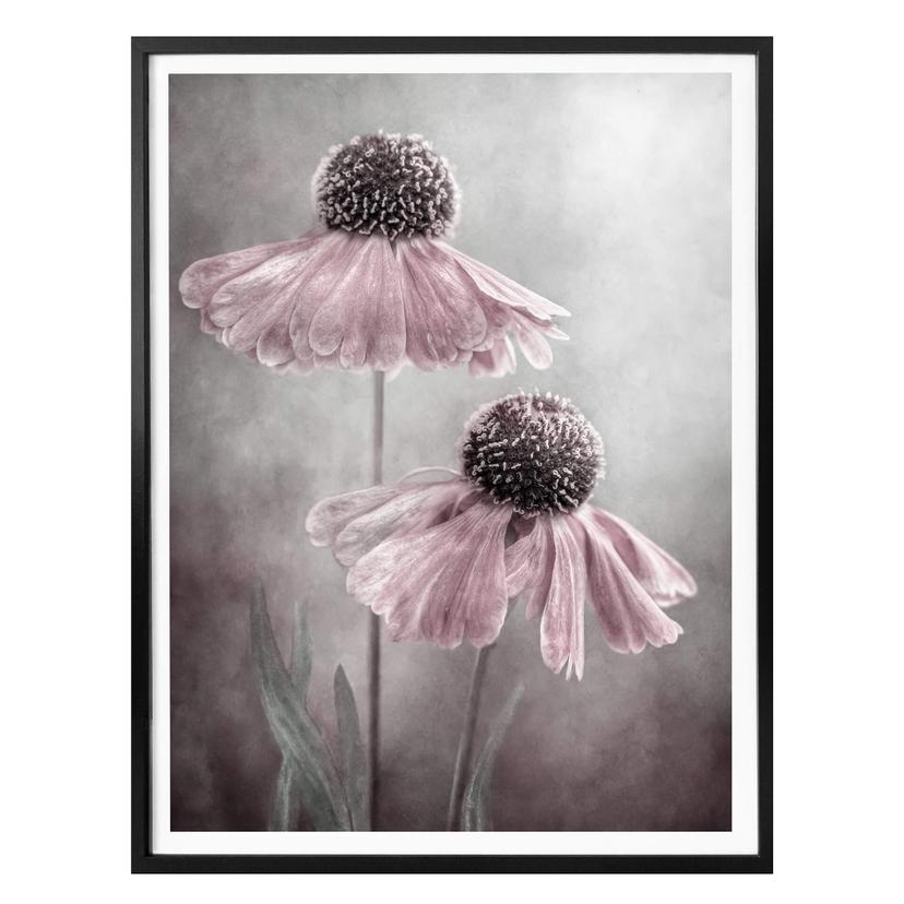 Póster Disher - Dúo rosa