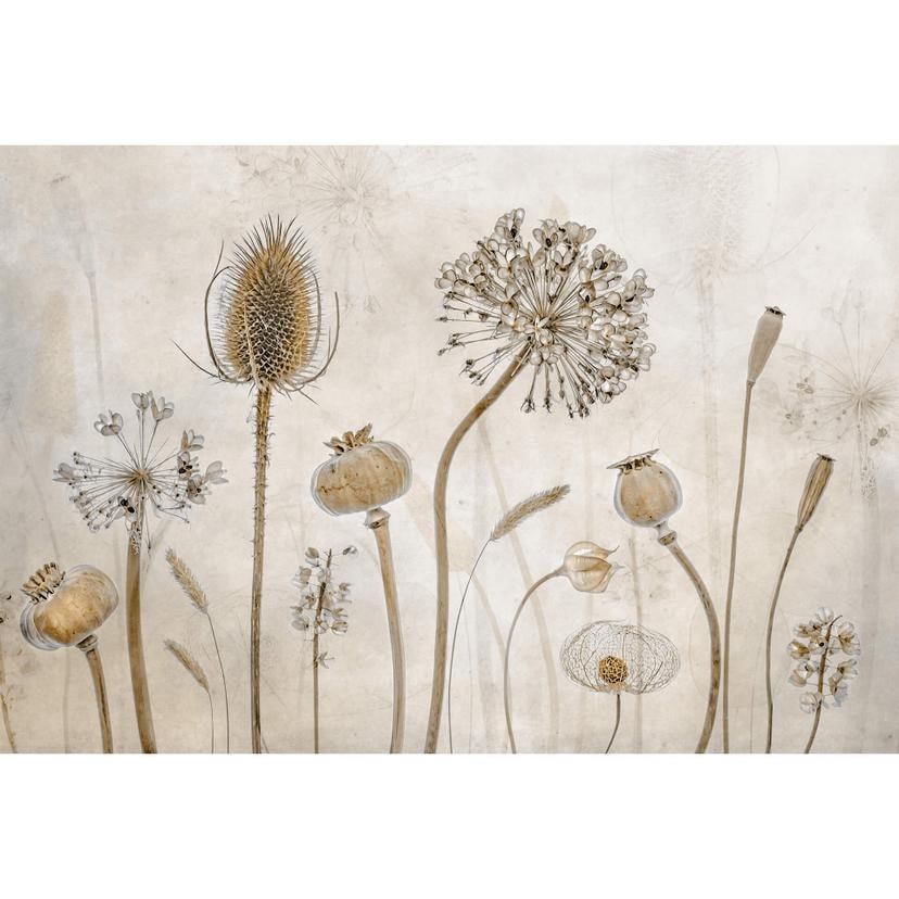 Disher - Fototapet med torkade blommor