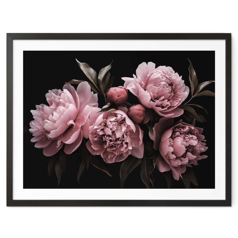 Póster de la rosa peonía - Haase