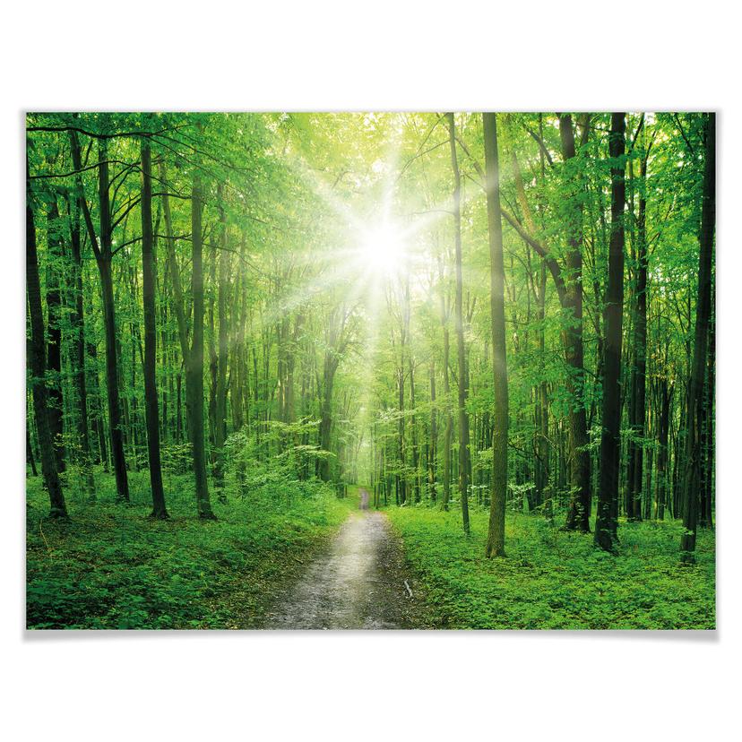 Poster Solig skog