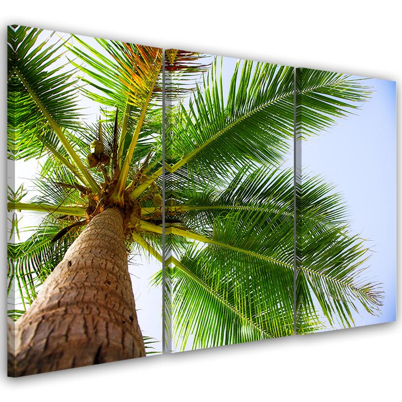 Tableau sur toile en 3 parties Palmier tropical