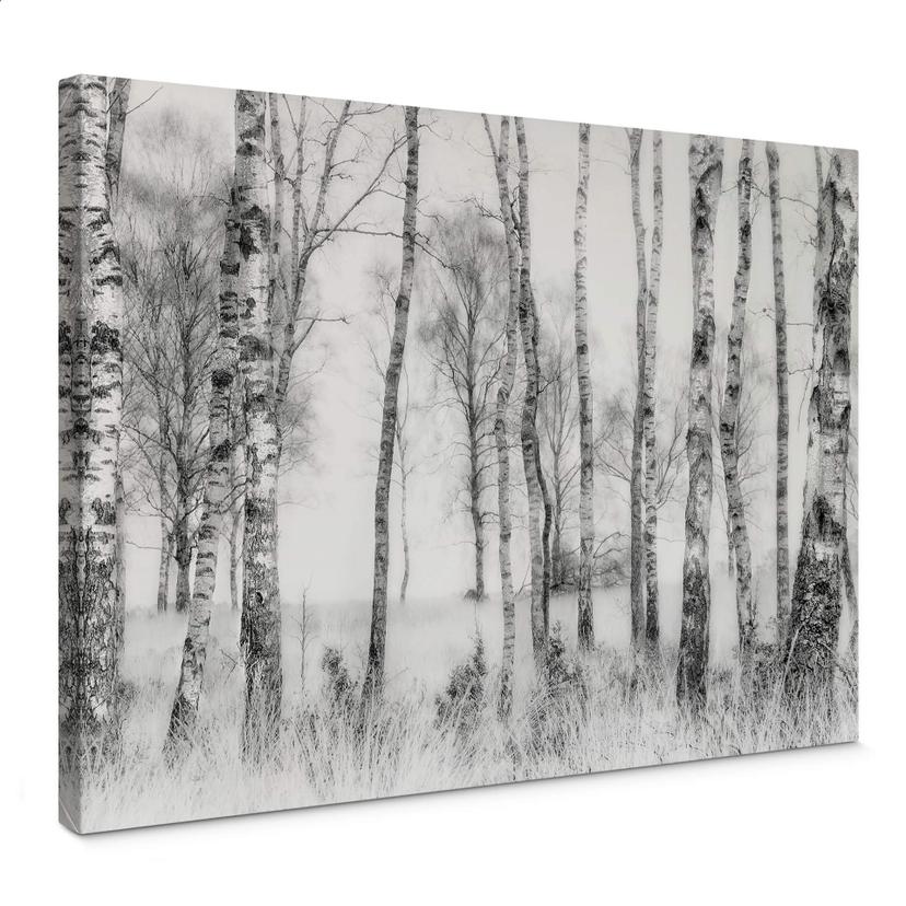 Lienzo Talen - Bosque de abedules en blanco y negro