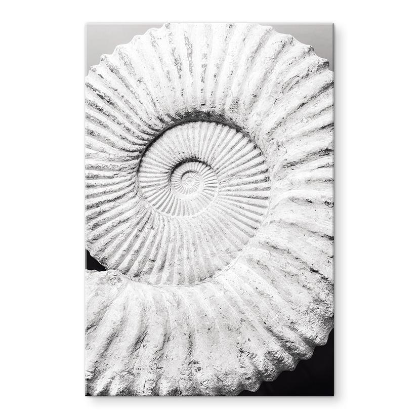 Akrylbillede Fossil muslingeskal - Shot-by-Clint