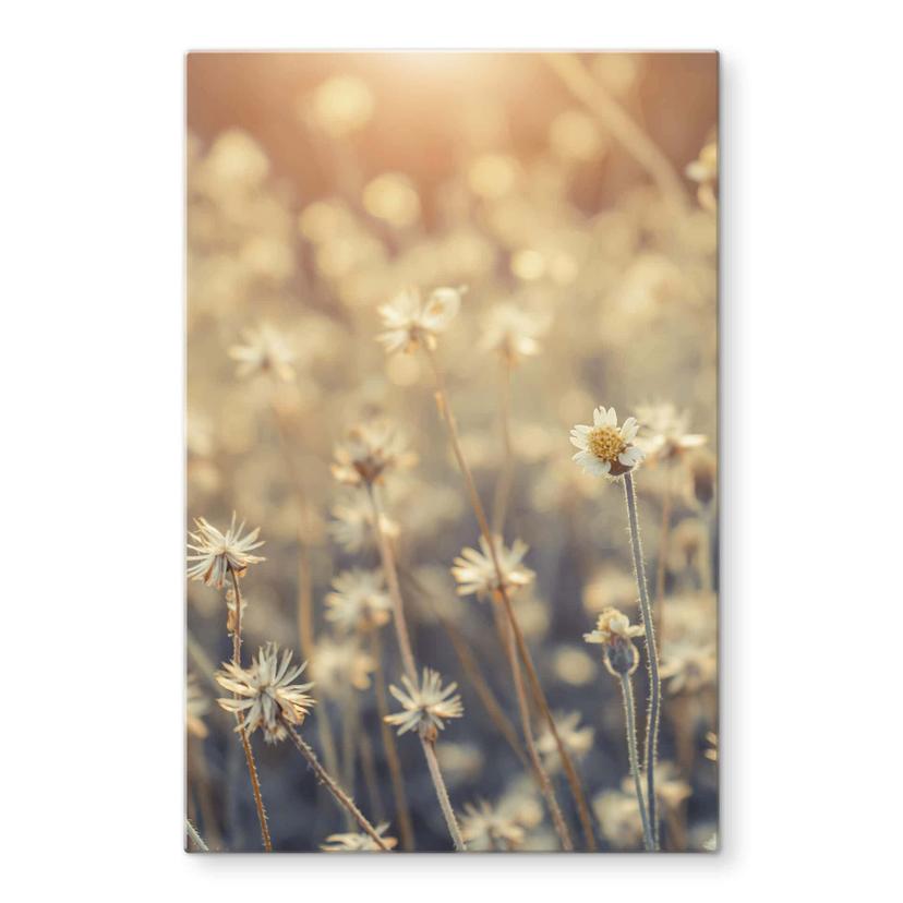 Glasbillede - mexicansk marguerit - Nærbillede