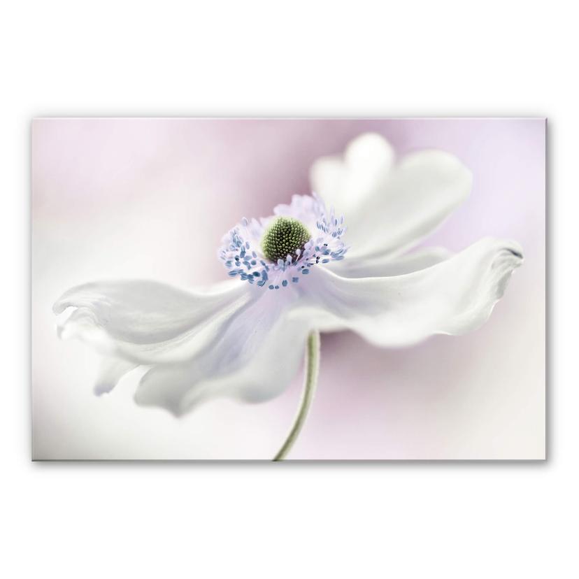 Akrylbillede Disher - Anemone Breeze