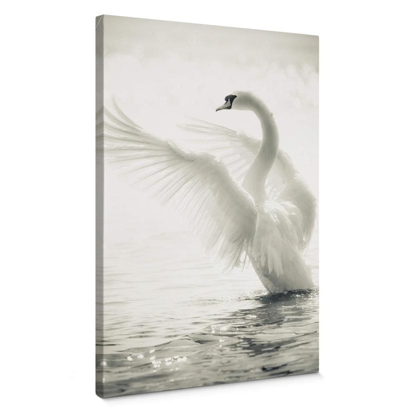 Lienzo Cisne majestuoso