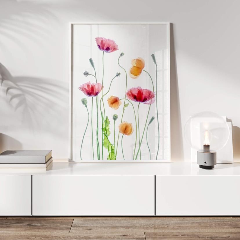 Poster Disher - Colourful Poppies