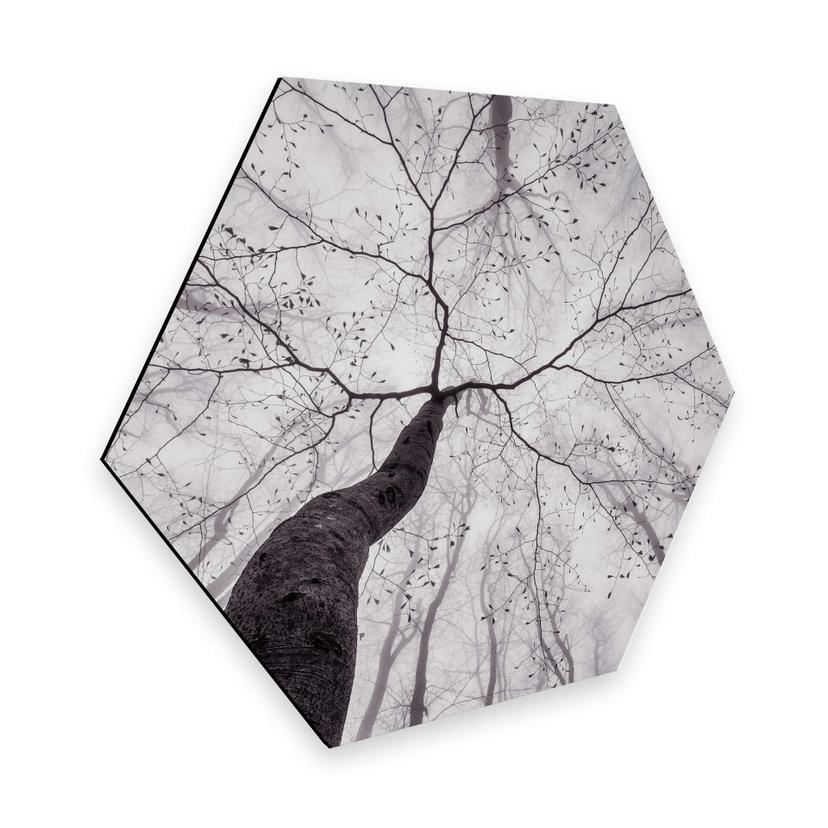 Hexagone - Alu-Dibond Pavlasek - Vers la cime des arbres