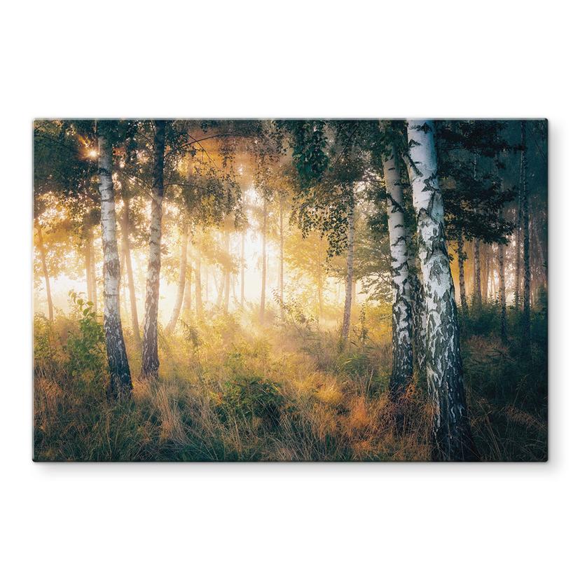 Pannello paraschizzi Kado - Sole nella foresta di betulle