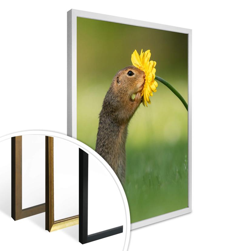 Poster van Duijn - Ekorren sniffar på en blomma