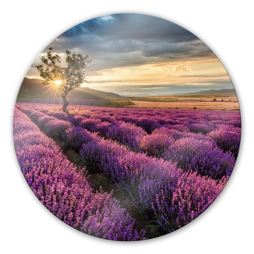 Stampa su vetro Fiori di lavanda in Provenza - tondo